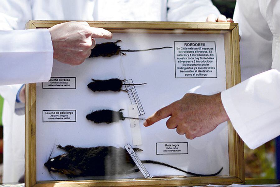 El Hantavirus es transmitido principalmente por ratones colilargos.