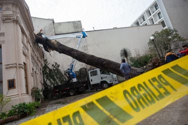 Lluvias en la Región Metropolitana: centenario árbol cayó en costado del Palacio Cousiño