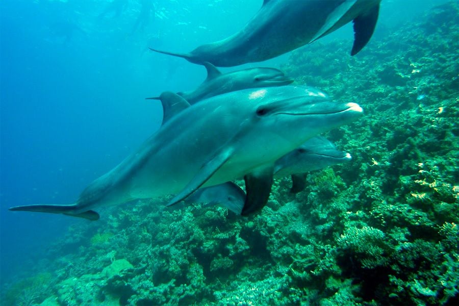 delfin-nariz-botella