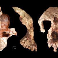¿Por qué este cráneo podría cambiar la historia de la evolución humana?