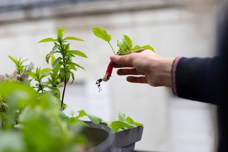 Contabilidad Guardería Acuario Sí, dice la ciencia, cuidar plantas permite sobrellevar el estrés de la  cuarentena - La Tercera