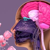 Investigación identifica los 7 olores que mejoran la memoria y los procesos cognitivos del cerebro