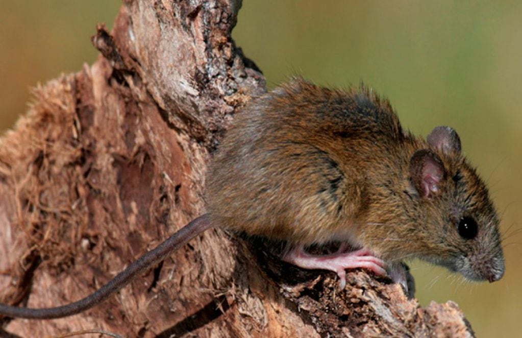 Ratón colilargo de la especie O. Longicaudatus. FOTO: Darío Podestá