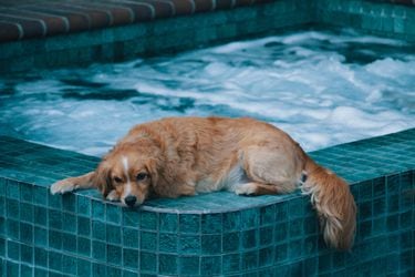 Ola de calor: cómo cuidar a tus mascotas frente a las altas temperaturas