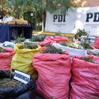 Principalmente marihuana: PDI incauta más de trescientos kilos de droga en dos operativos