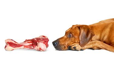 Por qué no es tan seguro darle huesos a los perros