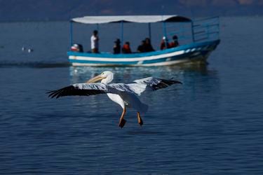 Confirman dos nuevos casos de gripe aviar en Antofagasta e Iquique: fueron reportados en pelícanos