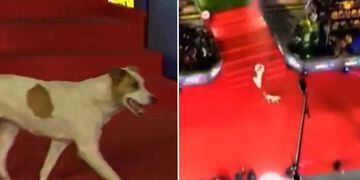 VIDEO: El perro en la Gala de Viña