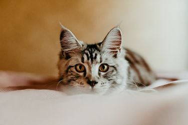 Los mejores regalos para gatos (y sus dueños)
