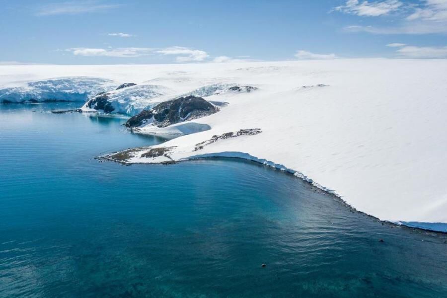 antártica cordero