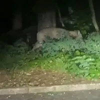 Policía busca a una leona suelta en los suburbios de Berlín