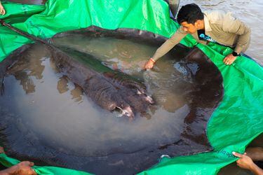 Capturan al pez de agua dulce más grande del mundo: ¡300 kilos!