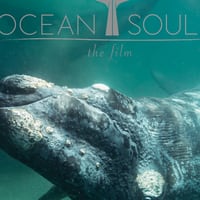 Primer Festival de Cine del Mar contribuye a tomar conciencia para resguardar la vida oceánica y costera