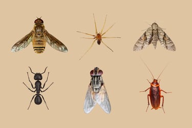 No mates esa mosca: cómo convivir sosteniblemente con los insectos