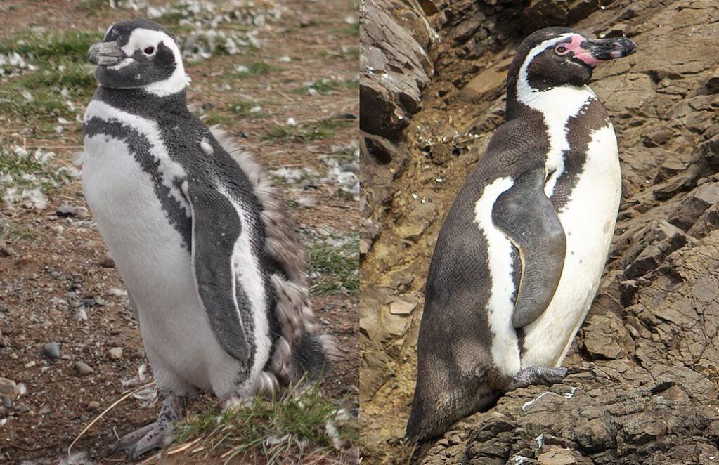 Pingüino de de Magallanes (izquierda) y de Humboldt (derecha).