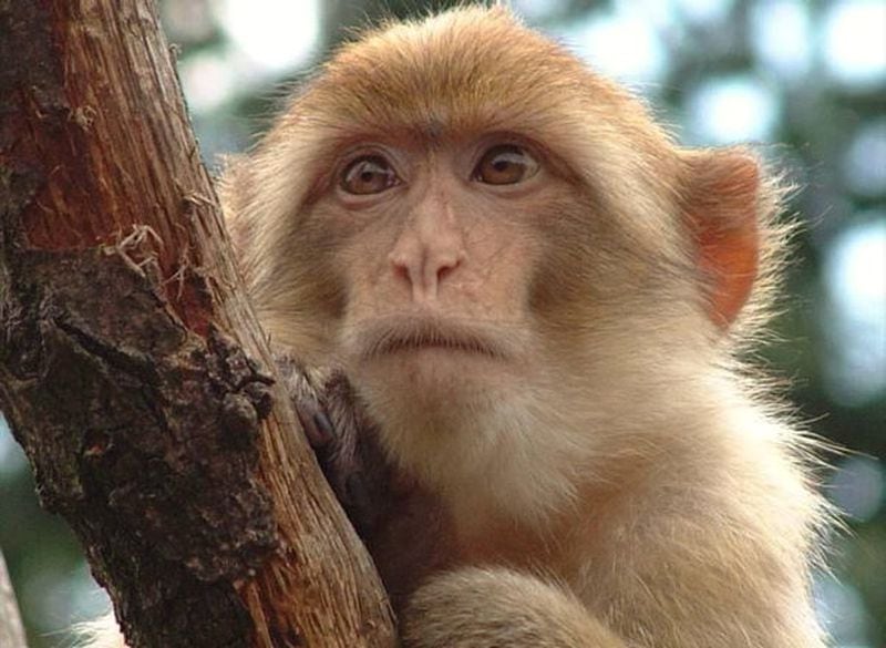 Macaco Rhesus: Por qué este singular mono es tan importante en la lucha contra el coronavirus - La Tercera