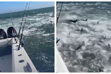 El preocupante viral que muestra cómo una lancha es rodeada por decenas de tiburones