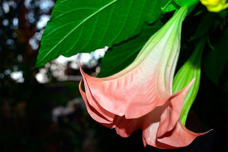 burundanga