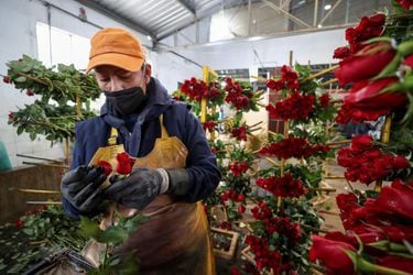 Rosas de Ecuador, preparadas para enamorar a medio mundo en San Valentín
