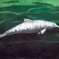 Paleontóloga de la U. de Chile participa en descubrimiento de nueva especie de delfín que vivió hace 7 millones de años 
