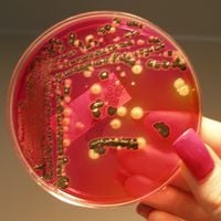 “Vampirismo bacteriano”: científicos descubren que muchas bacterias comunes se alimentan de sangre humana 