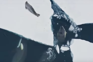 Esa foca no tiene oportunidad: registran sofisticada técnica de caza de las orcas
