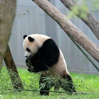 China y Estados Unidos reanudan la diplomacia del panda con el envío de dos osos a Washington