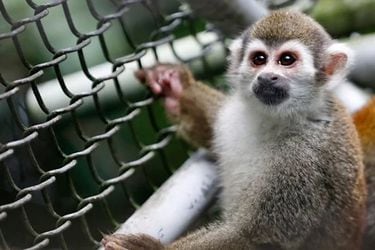 Más de 100 monos son rescatados de un laboratorio que experimentaba con vacunas en Colombia