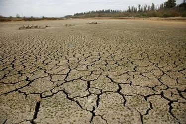 Campos pelados y vacas muertas, una postal de la peor sequía en décadas en Argentina