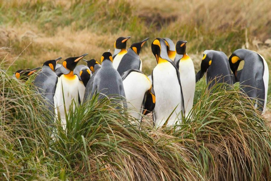 Pingüino Rey. Foto: patagoniachilena.com