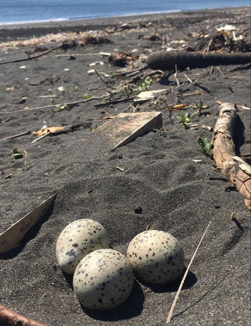 Huevos de pilpilén en la playa. FOTO: Felipe Jara