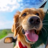 Tú no lo hagas: uno de cada tres conductores transporta a sus perros sueltos en el auto