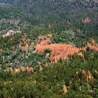 Qué son los “bosques zombies” que están “engañando a la muerte”