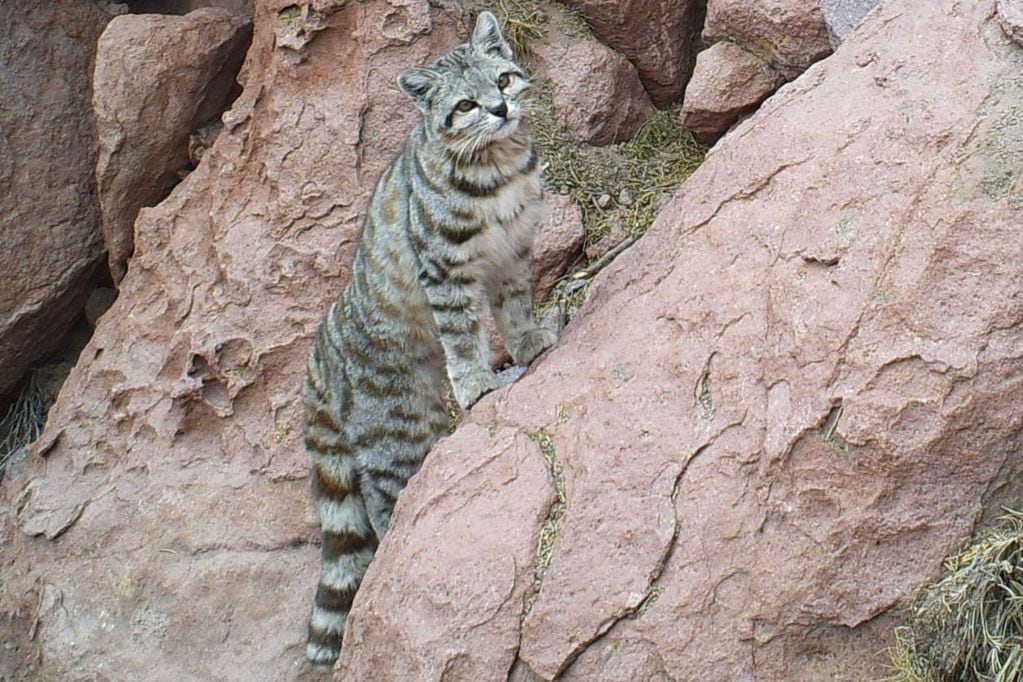 Gato andino sobre unas rocas. FOTO: Alianza Gato Andino (AGA)