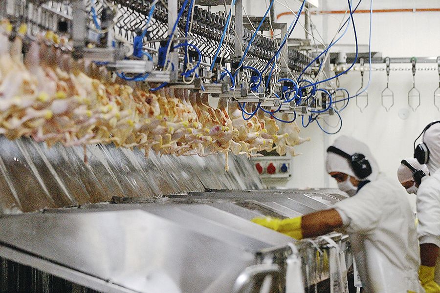 Corte Suprema despeja vía para demanda colectiva de Conadecus por caso de colusión en el mercado de la carne de pollos