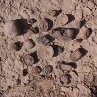 Monumentos Nacionales advierte presencia de fósiles del Jurásico cerca de basurales de ropa en el desierto