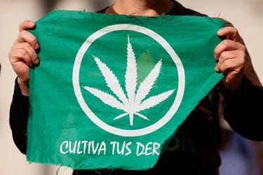 Marihuana Cultivo