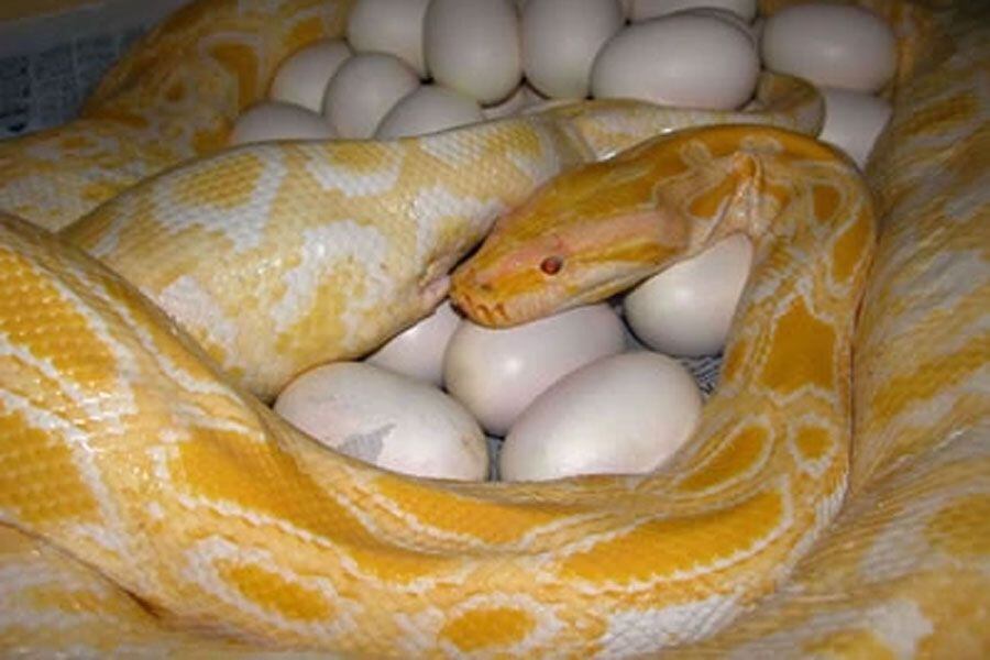 Estudio afirma que las pitones son más "cariñosas" de lo que se creía