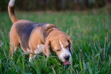 ¿Por qué los perros comen pasto? Un estudio lo revela y niega que sea por dolor de estómago