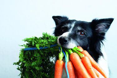 ¿Pueden los perros ser veganos?