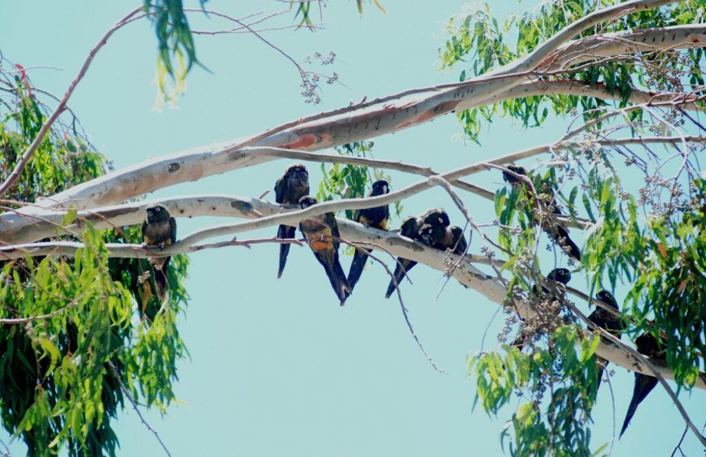 Un grupo de loros sobre un árbol. FOTO: Renzo Vargas
