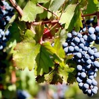 Radiografía a la uva vinífera: Concha y Toro lidera en compras   y el cabernet sauvignon es la cepa más demandada