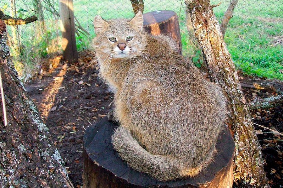 gato-colo-colo-hq