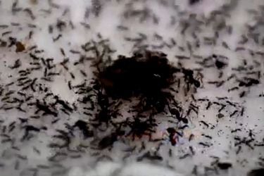 Consejos para combatir y eliminar a las hormigas del hogar