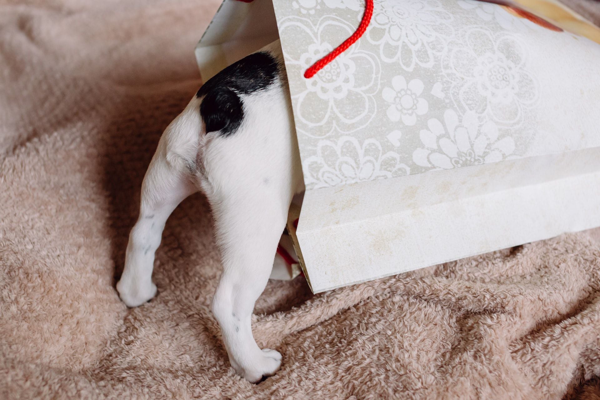 Juguetes para cheap perros mercadolibre