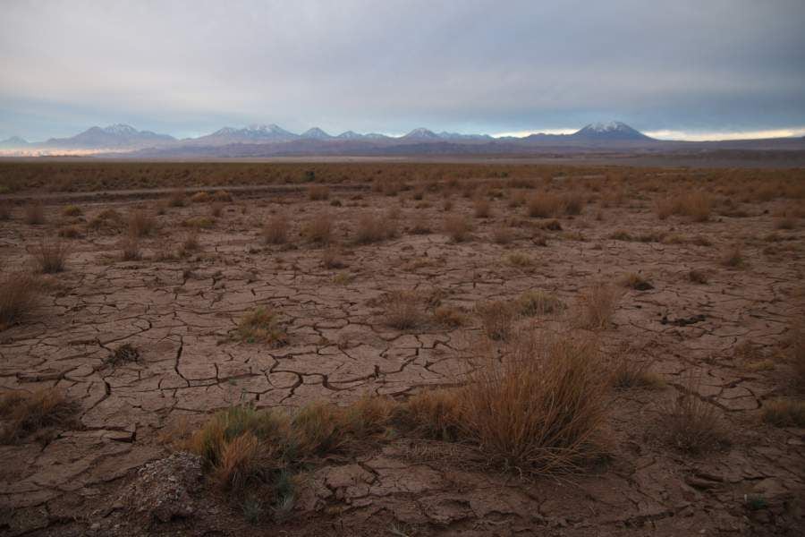 Dried grass in Tilopozo meadow, south of the Atacama salt flat