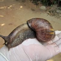 Alerta por presencia del caracol gigante africano en Chile: ¿cuáles son los riesgos?