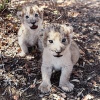 Los primeros leones del mundo que nacen por inseminación artificial