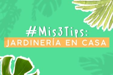 Daniela Maldonado de @ElJardinista explica cómo hacer jardinería en casa.