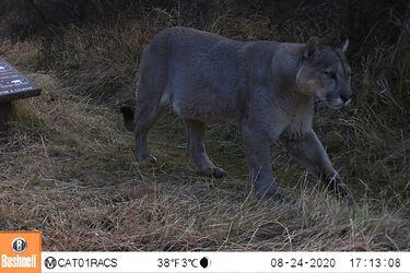 Monitorean con cámaras trampa la interacción de pumas en áreas de uso público en el Parque Nacional Patagonia